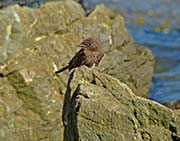Picture/image of Black Phoebe