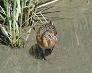 Picture/image of Ridgway's Rail