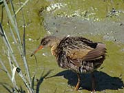 Picture/image of Ridgway's Rail