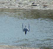 Picture/image of Forster's Tern
