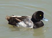 Picture/image of Greater Scaup