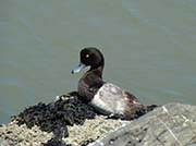 Picture/image of Greater Scaup