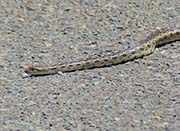 Picture/image of Just for Fun