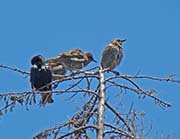 Picture/image of European Starling