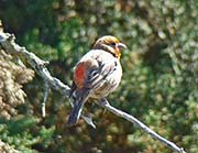 Picture/image of House Finch