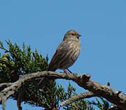 Picture/image of House Finch