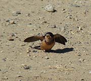 Picture/image of Barn Swallow