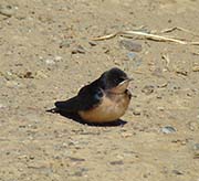 Picture/image of Barn Swallow