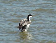 Picture/image of Western Grebe