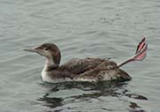 Picture/image of Common Loon