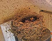 Picture/image of Black Phoebe