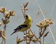 Picture/image of Lesser Goldfinch