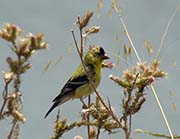 Picture/image of Lesser Goldfinch