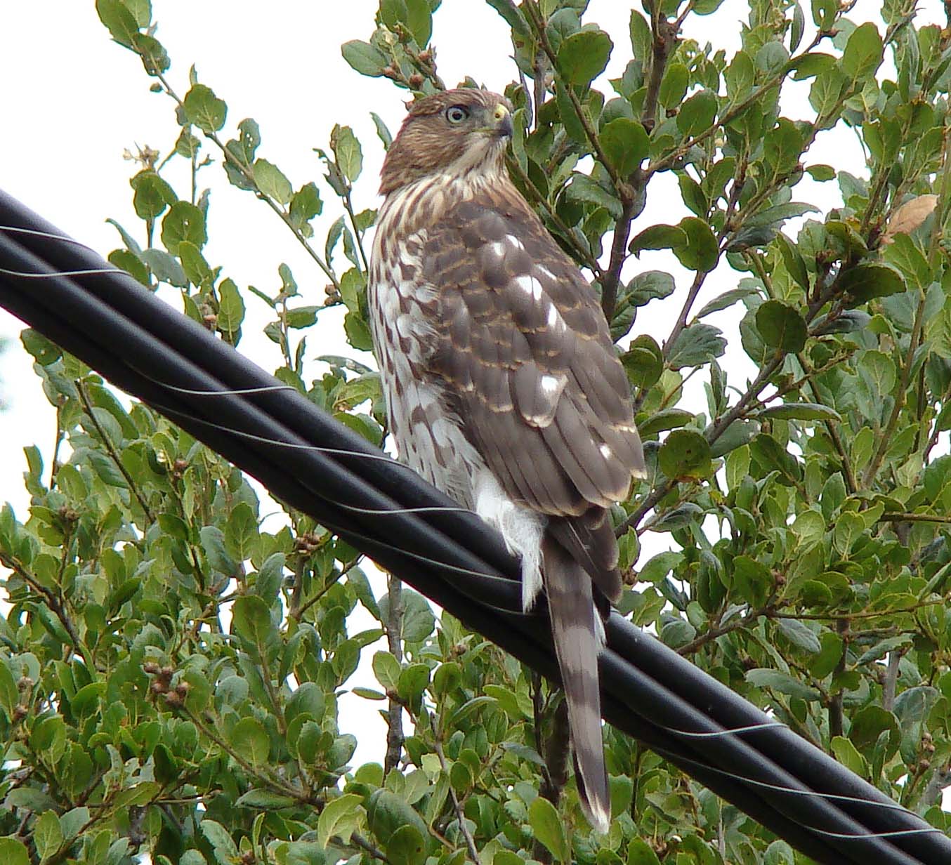 Collection 92+ Images Piccolo Buco By Cooper’s Hawk Photos Stunning