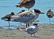 Picture/image of Caspian Tern