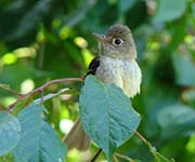 Picture/image of Pacific-slope Flycatcher
