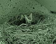 Picture/image of Black Phoebe