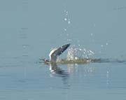 Picture/image of Forster's Tern
