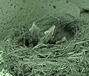 Picture/image of Black Phoebe