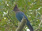 Picture/image of Steller's Jay