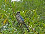 Picture/image of Western Scrub Jay