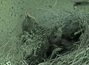 Picture/image of Black Phoebe