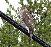 Picture/image of Cooper's Hawk