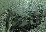 Picture/image of Black Phoebe