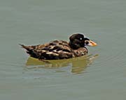 Picture/image of Surf Scoter