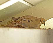 Picture/image of Mourning Dove