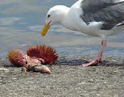 Picture/image of Glaucous-winged Gull