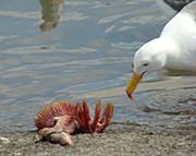 Picture/image of Glaucous-winged Gull