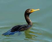 Picture/image of Double-crested Cormorant
