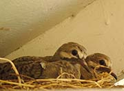Picture/image of Mourning Dove