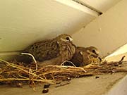 Picture/image of Mourning Dove