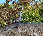 Picture/image of Rock Pigeon