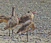 Picture/image of Marbled Godwit
