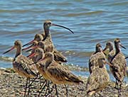 Picture/image of Long-billed Curlew