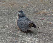 Picture/image of Red-breasted Nuthatch