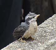 Picture/image of Red-breasted Nuthatch