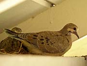 Picture/image of Mourning Dove