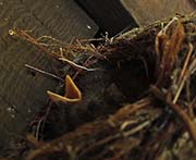 Picture/image of Pacific-slope Flycatcher