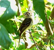 Picture/image of Pacific-slope Flycatcher