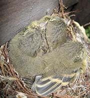Picture/image of Pacific-slope Flycatcher