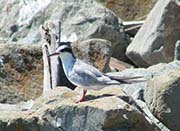 Picture/image of Forster's Tern
