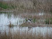 Picture/image of Martin Luther King Jr