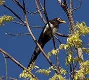 Picture/image of Yellow-billed Magpie