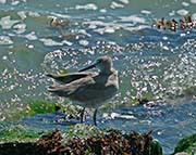 Picture/image of Willet
