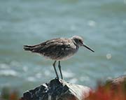 Picture/image of Willet