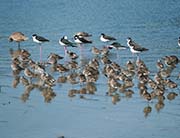Picture/image of Short-billed Dowitcher